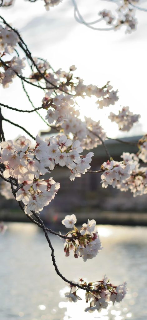 手机壁纸第②期- iOS26系统3D壁纸-彤姐小阁博客网